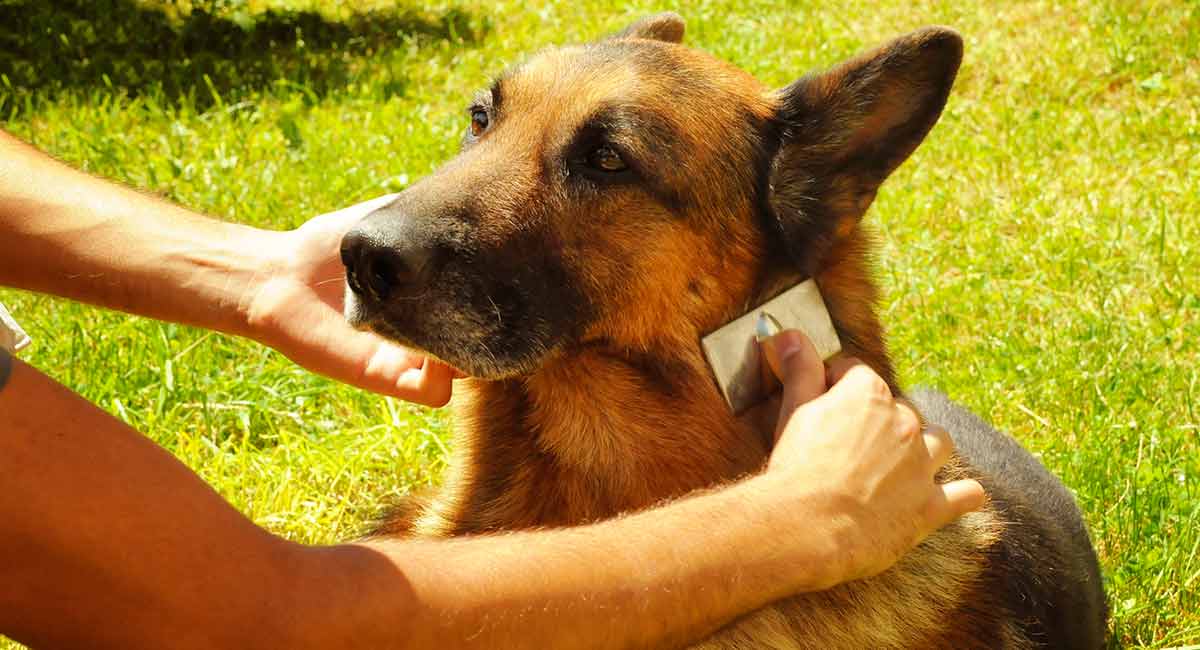 best dog brush for shepherds