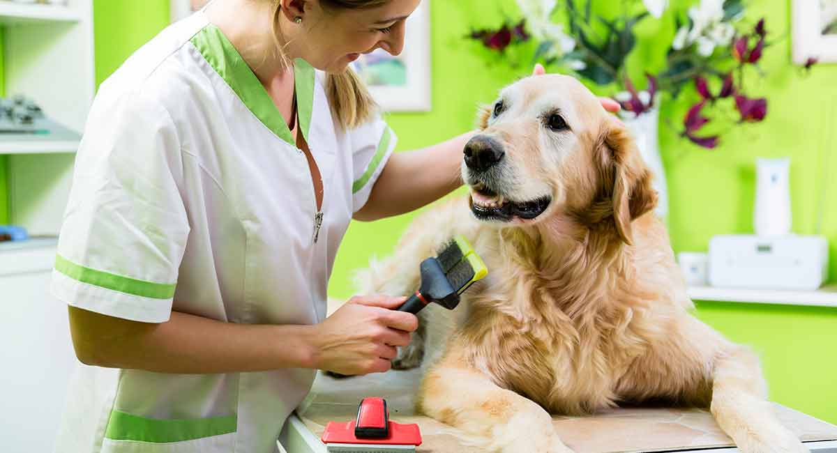 best grooming brush for golden retrievers