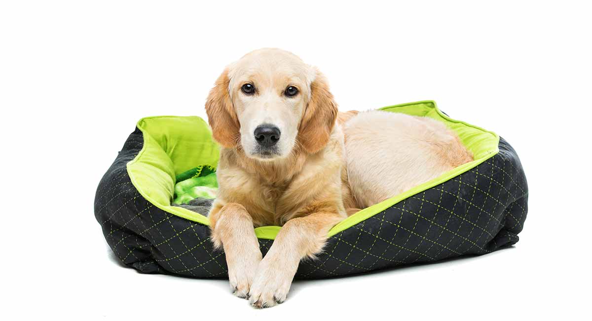 best dog beds for golden retrievers
