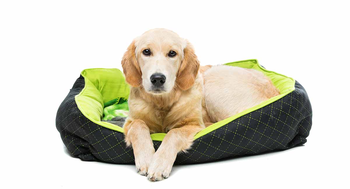 dog beds that keep your dog cool