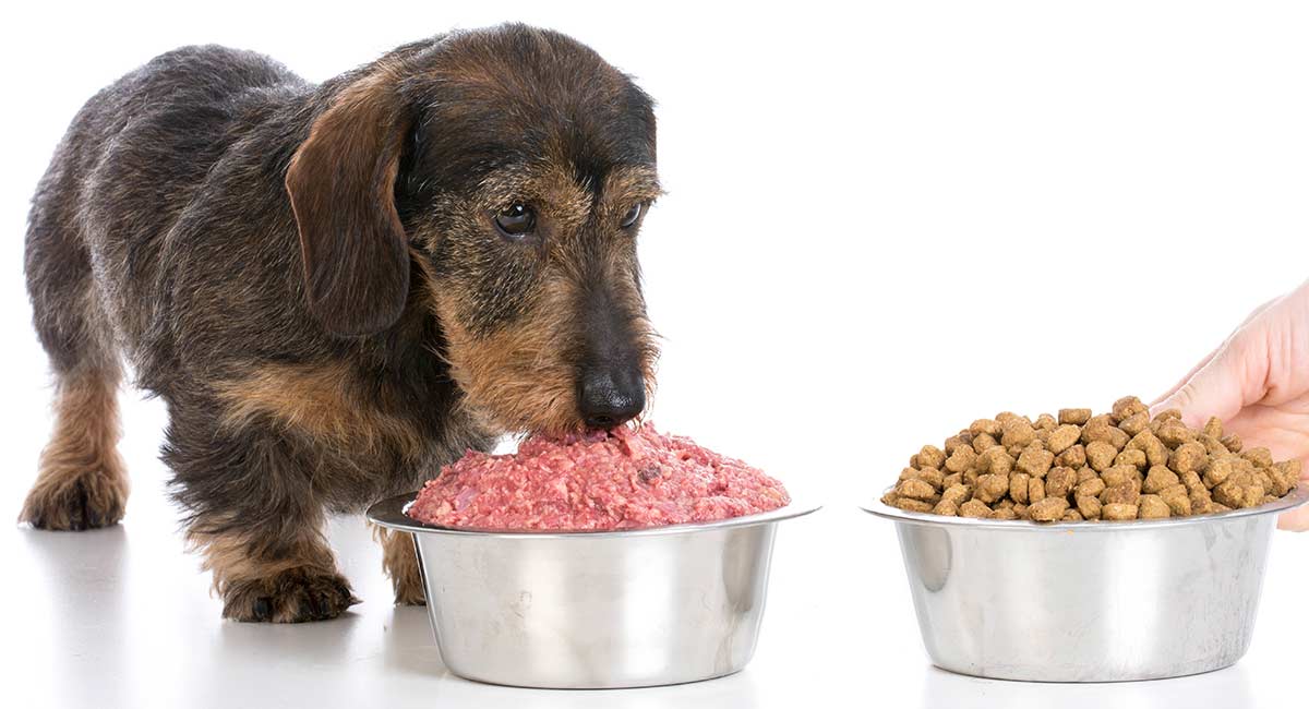 best dog food for dachshunds uk