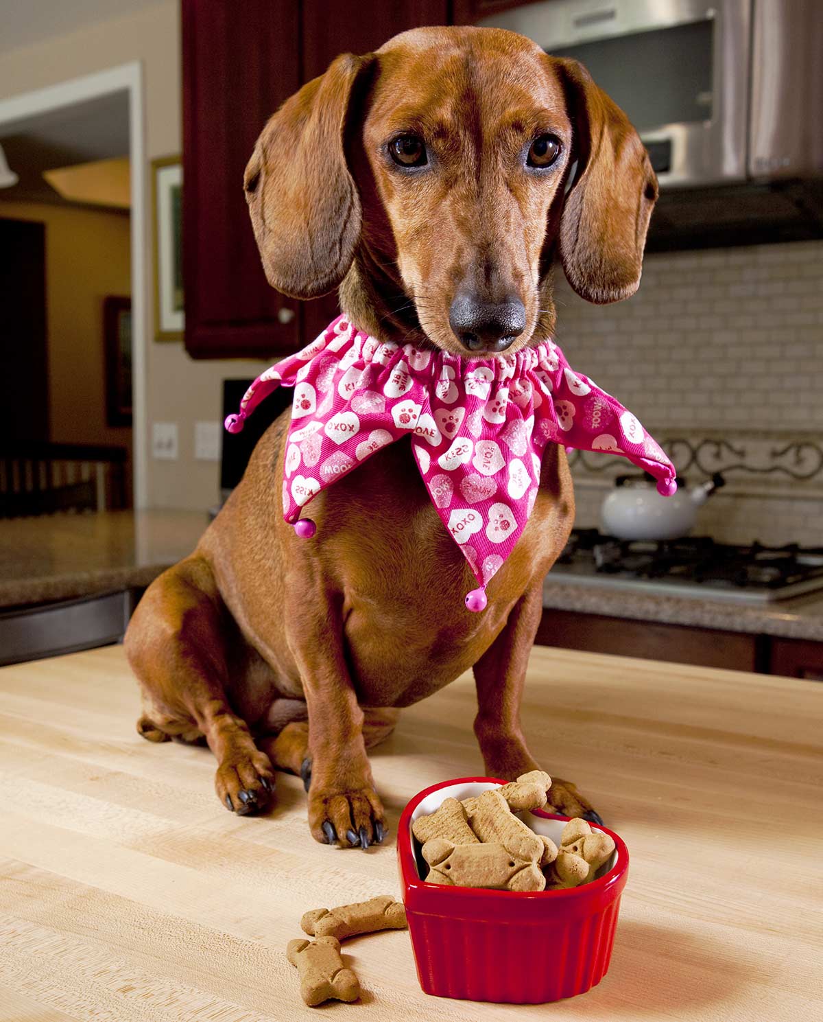 best dog treats for dachshunds