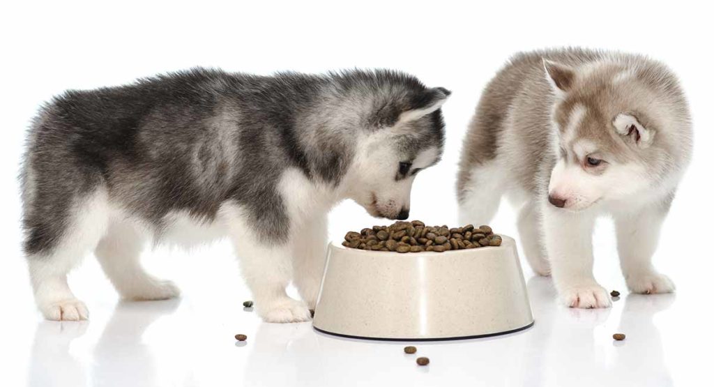 best-dog-food-for-huskies-how-to-handle-the-picky-eater