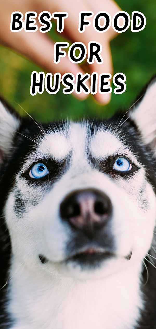best dog food for huskies tall