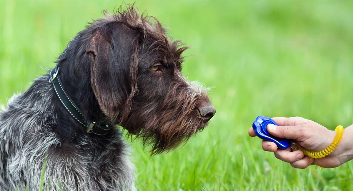 what training treats are best for a puppy