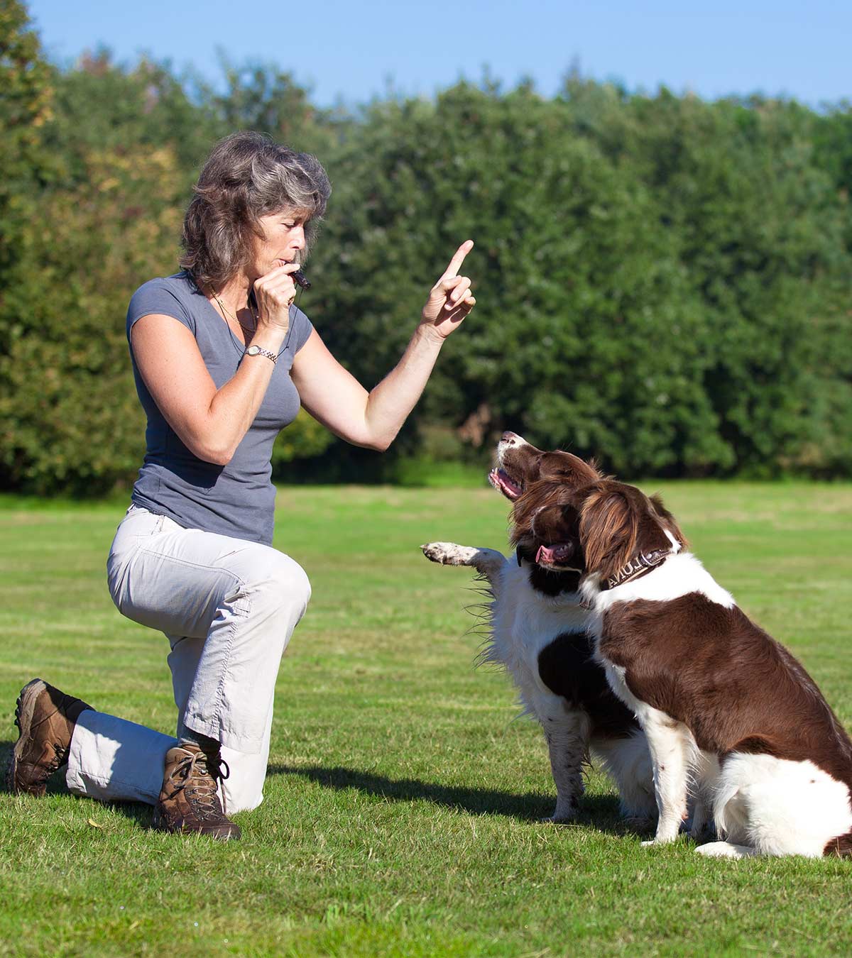 will a dog whistle work on a deaf dog