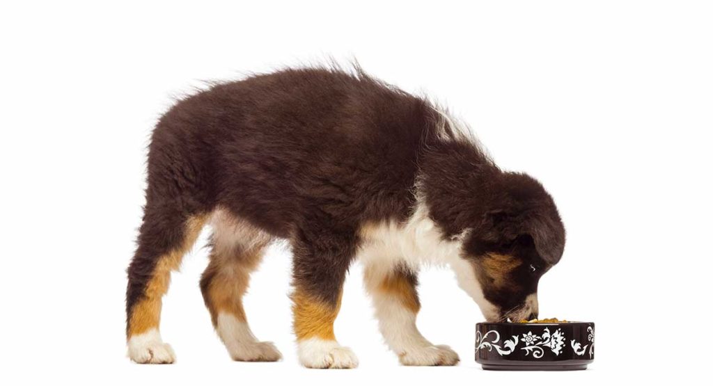 beste voer voor Australian shepherd puppy