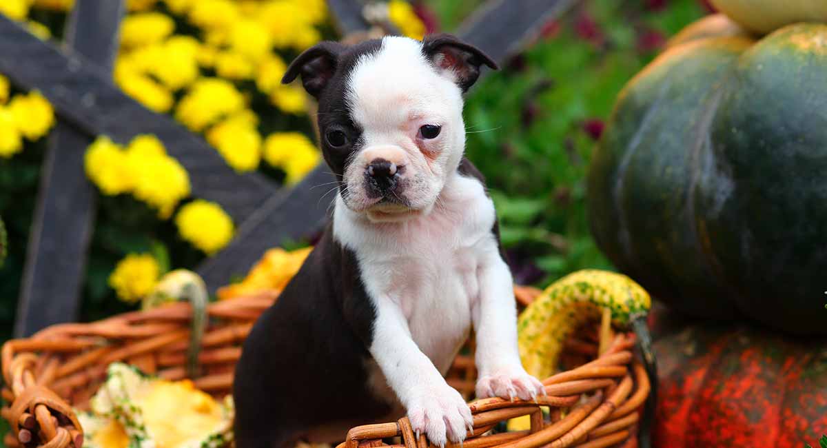 how much to feed 3 month old boston terrier