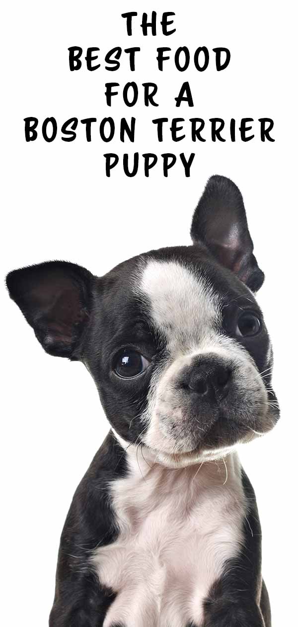 67+ Best Dog Food For Boston Terrier Puppy Picture Bleumoonproductions