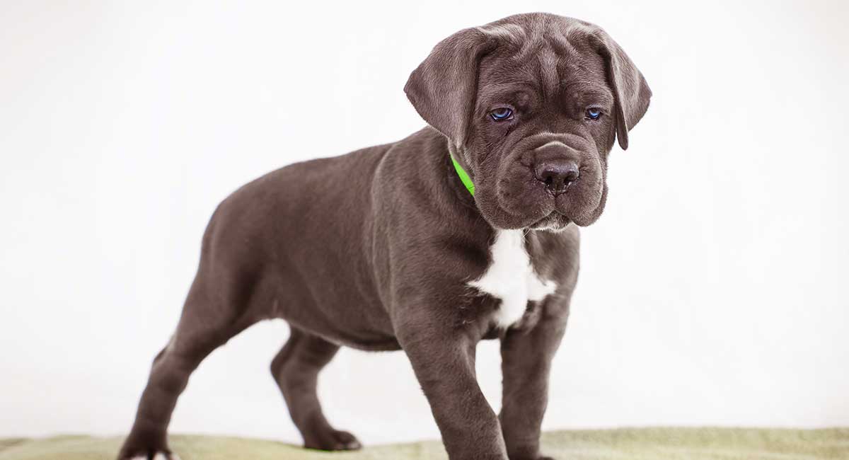 Cane Corso Age Chart