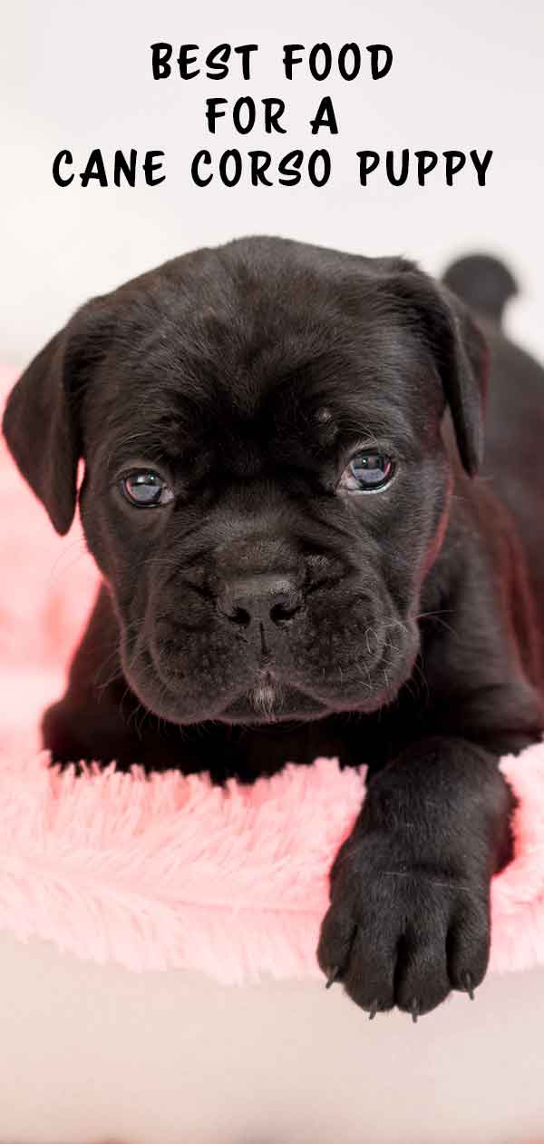 Best Puppy Food For Cane Corso Review And Tips To Help You