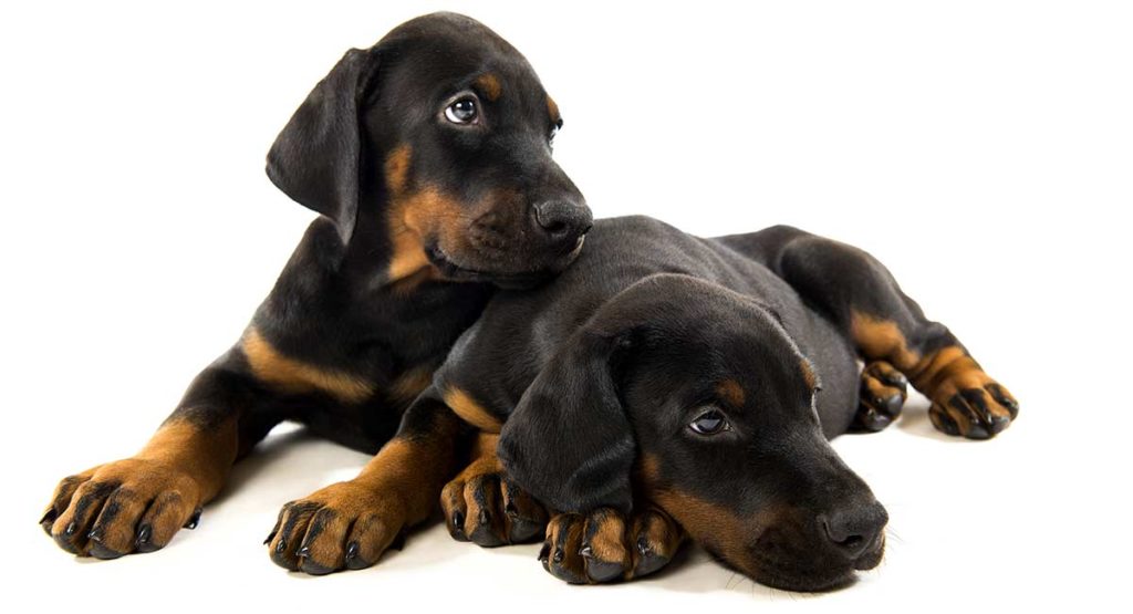 best food for doberman puppy