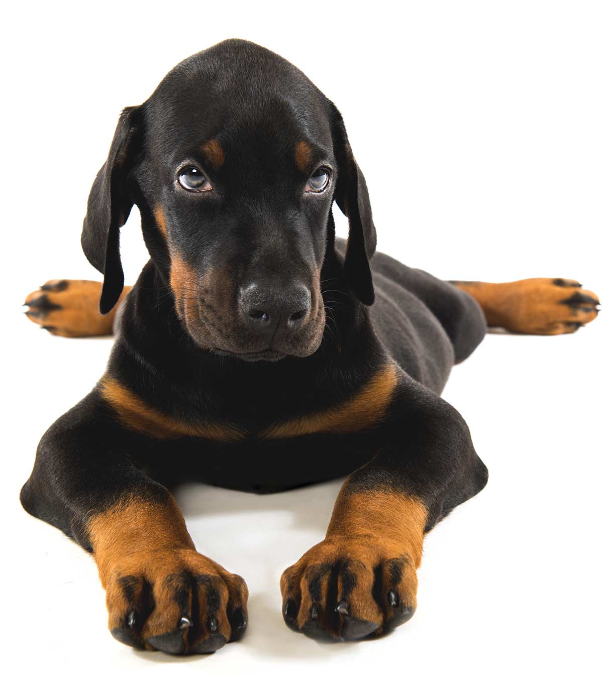 how big should a doberman be at 8 weeks