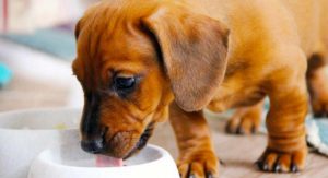 best puppy food for dachshunds