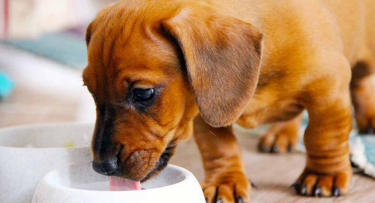 4 week old dachshund puppies