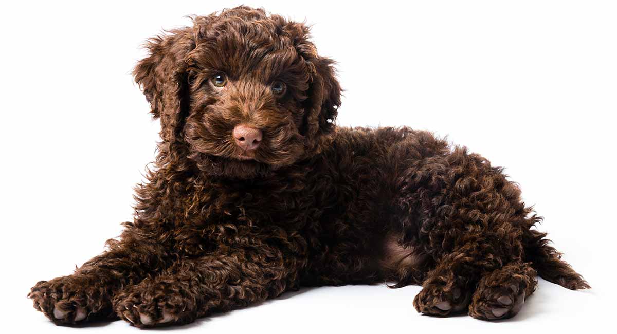 best dog food for mini labradoodle