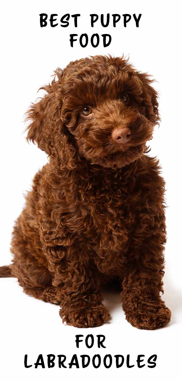 best treats for labradoodle puppies