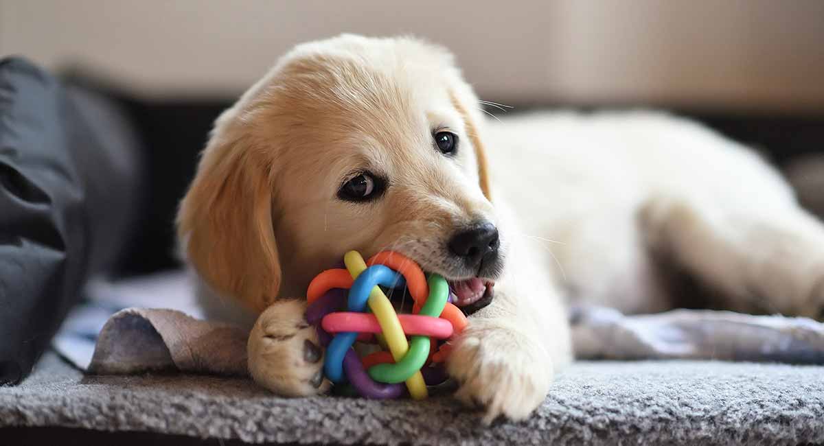 best chew toys for golden retriever puppies