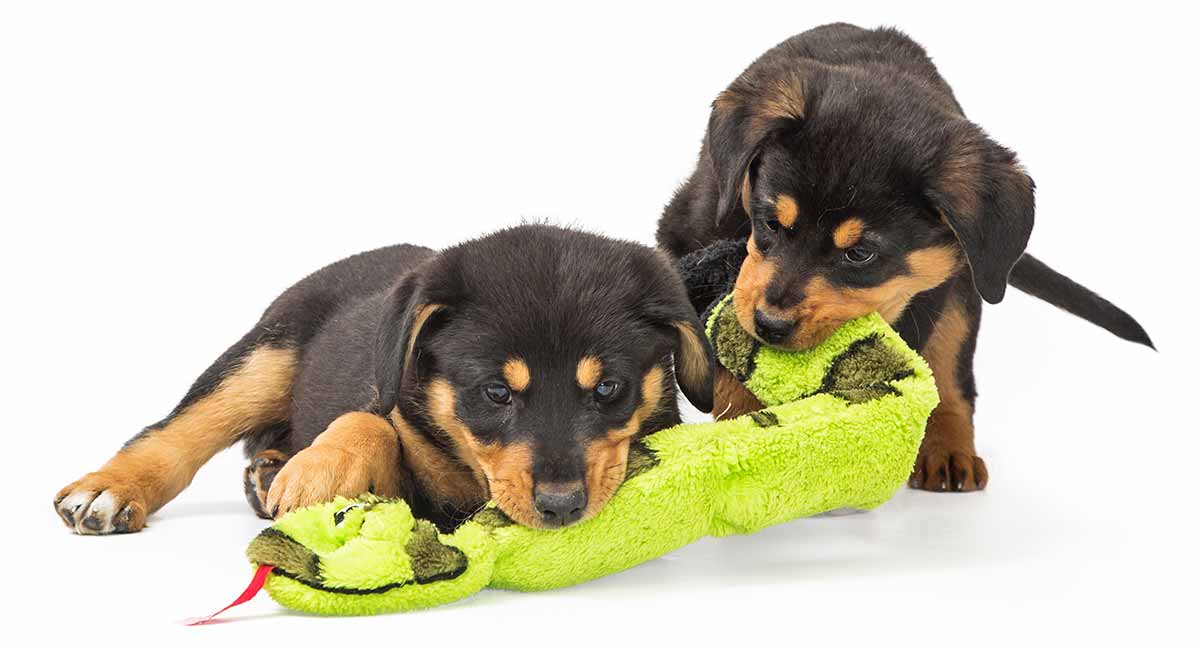 toy rottweiler