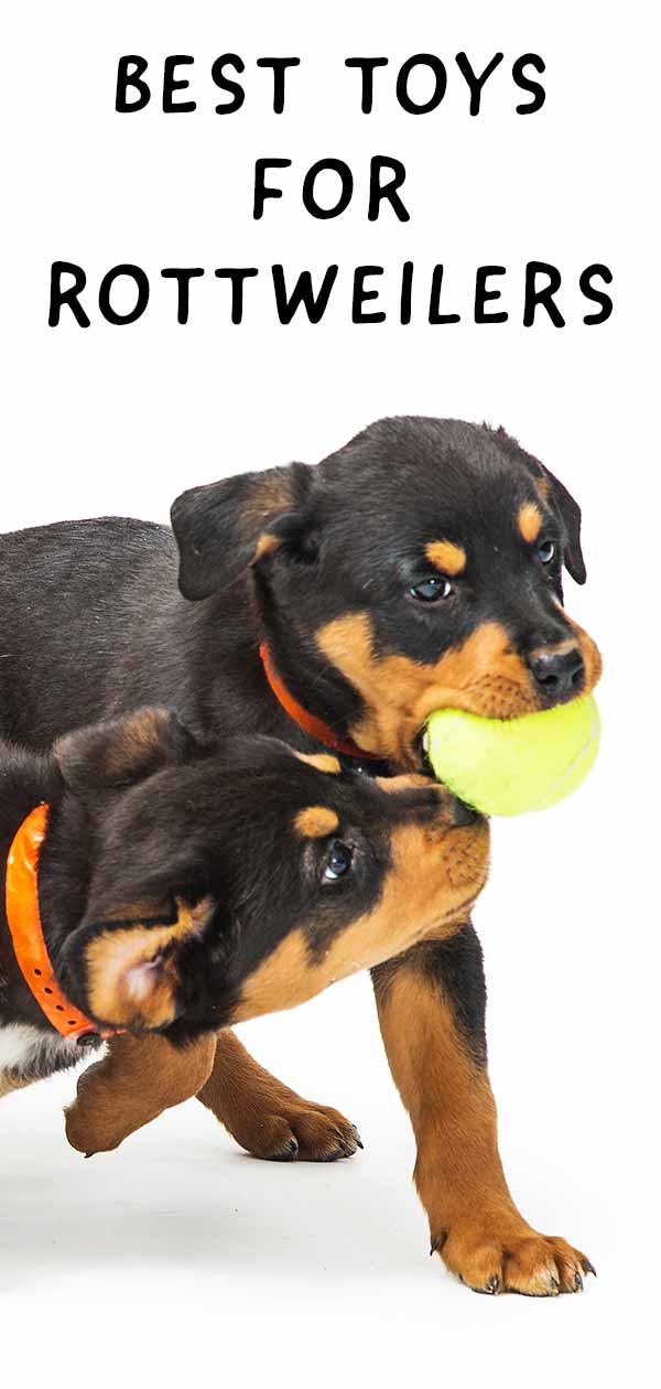 beste speelgoed voor rottweilers