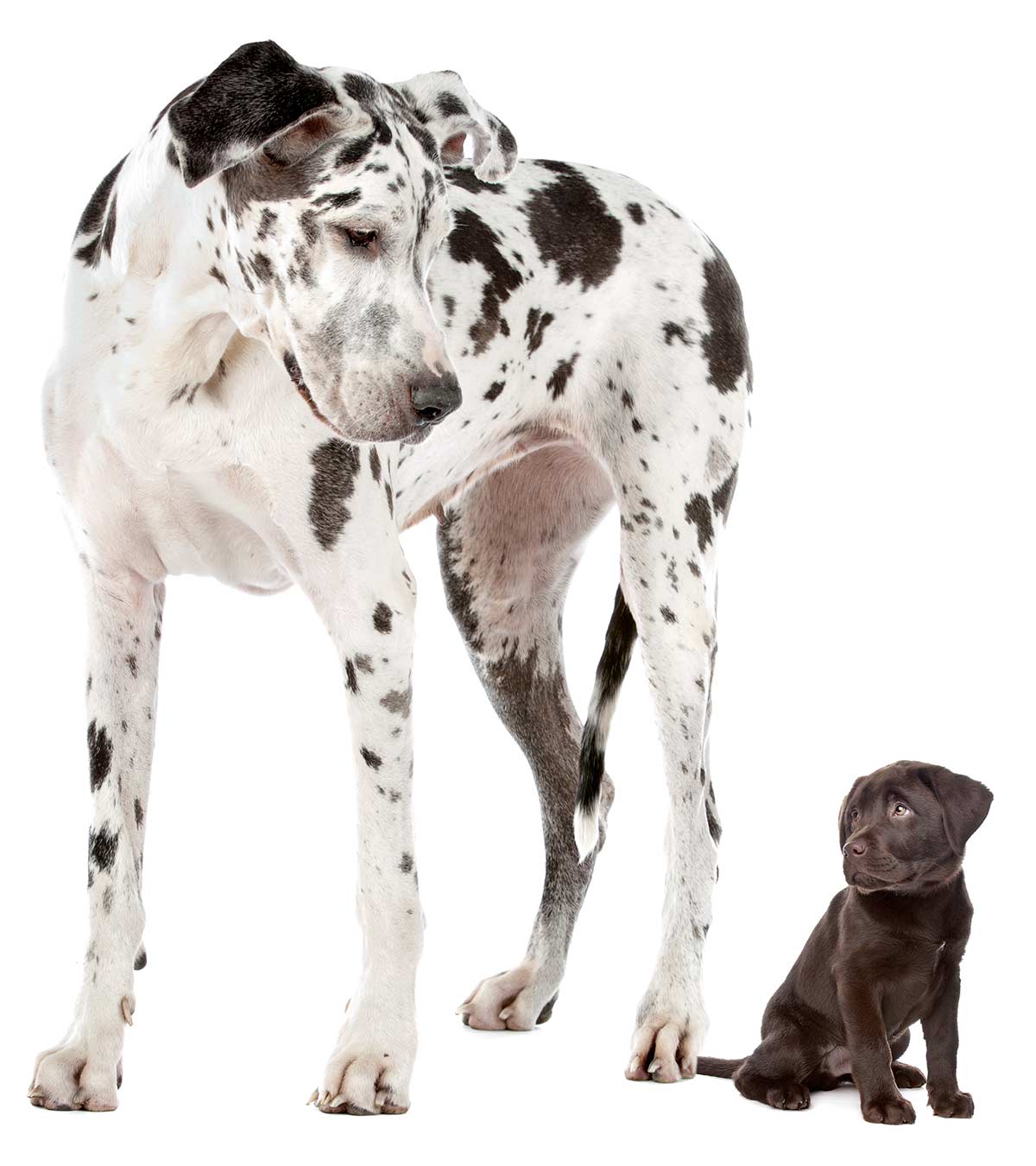 giant dog breeds names