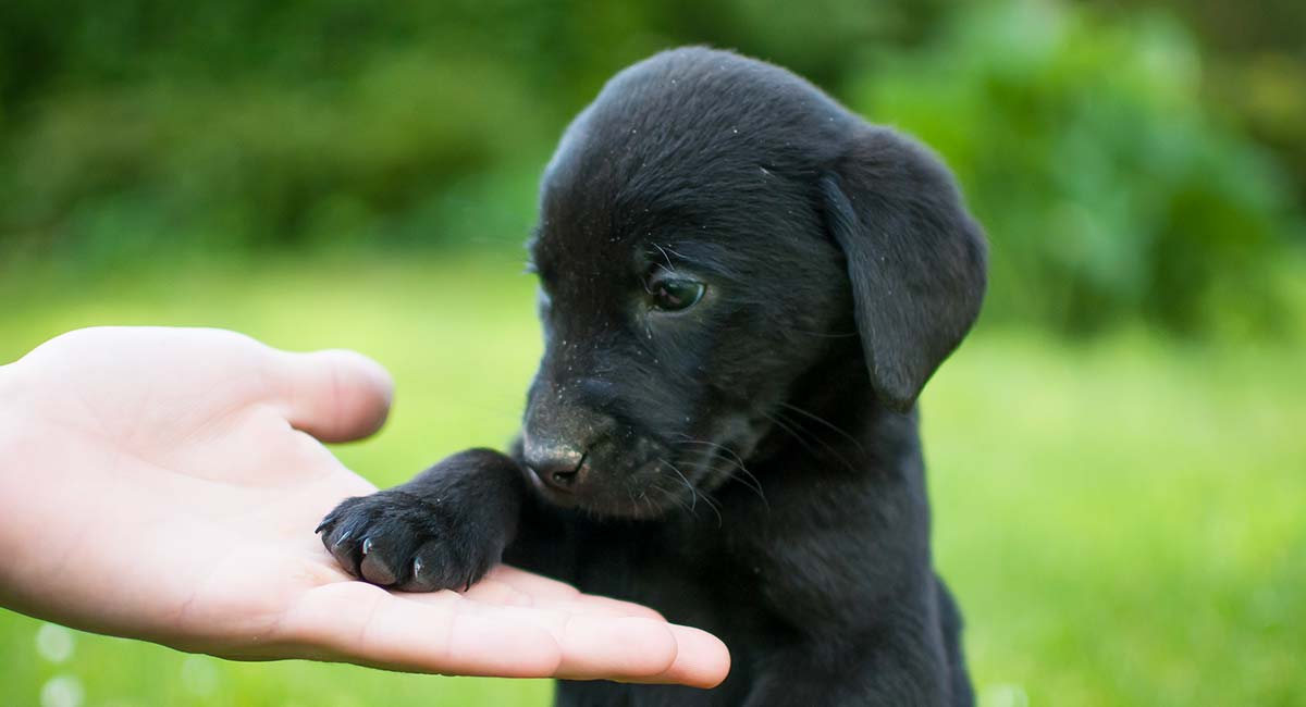 large black fluffy dog