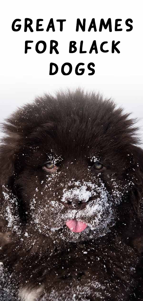 Black Dog Names Fabulous Names For Gorgeous Pups