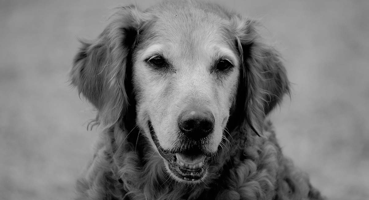 retriever black and white