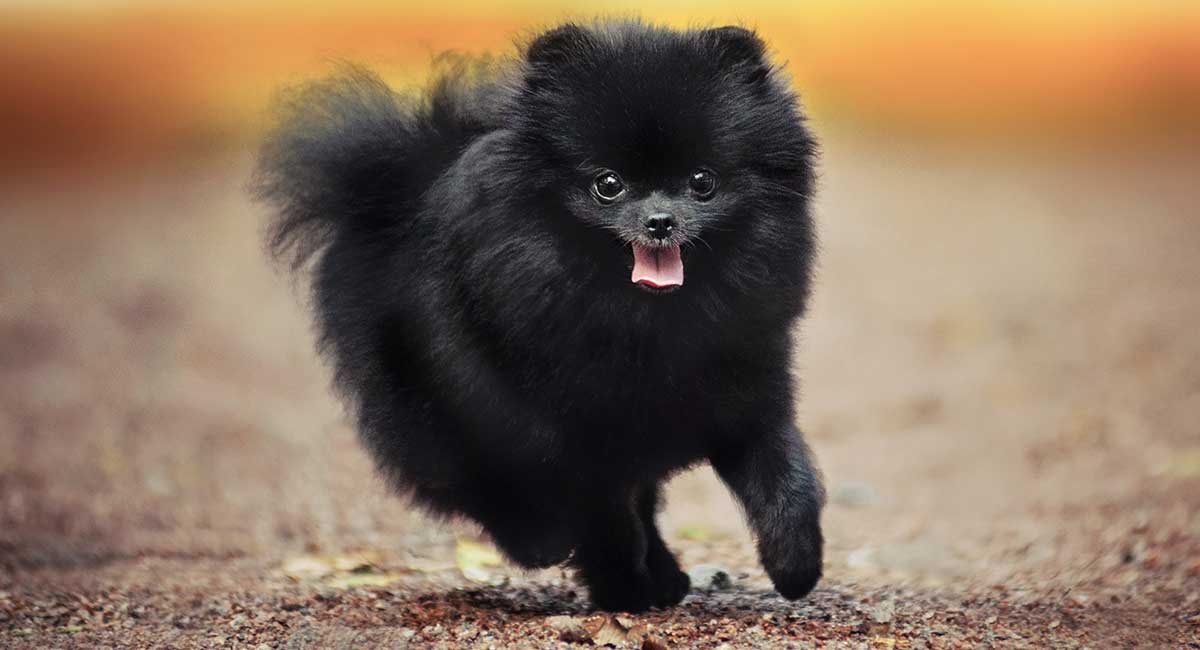 Black Pomeranian - The Dark-Furred 