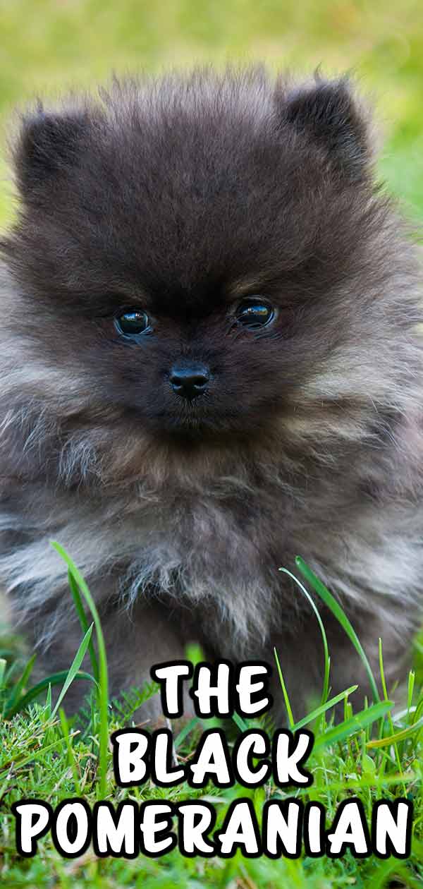 are black pomeranians rare