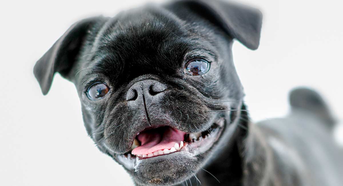 black pug teddy