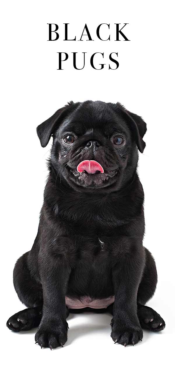 are black pugs smaller