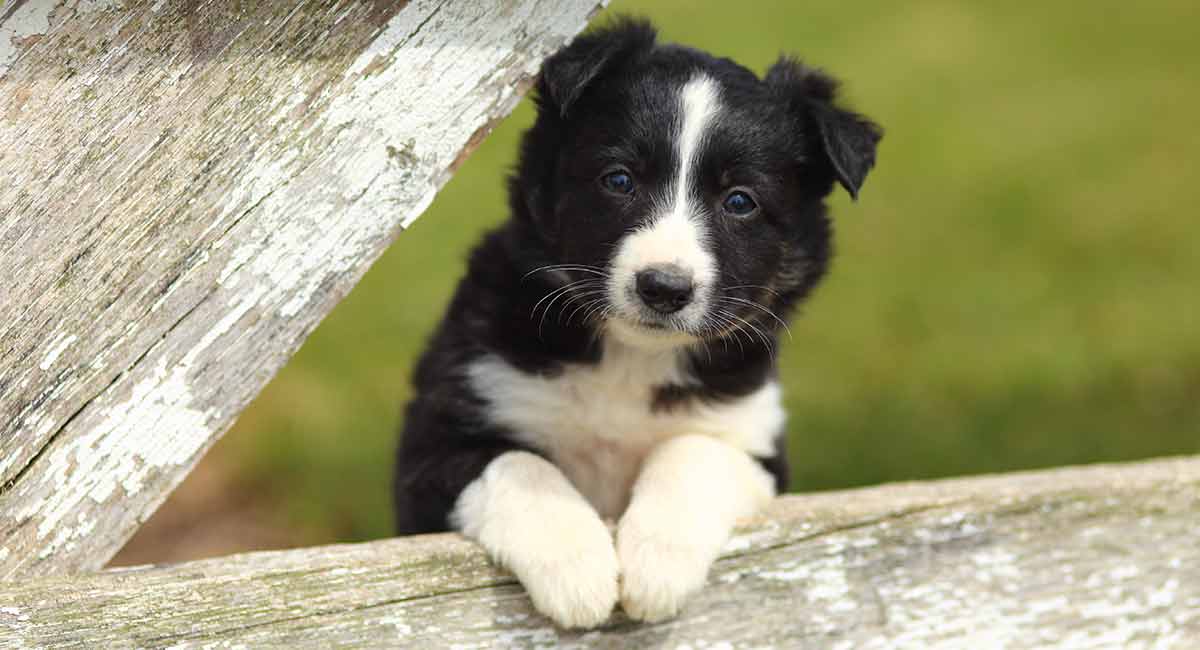 all black border collie puppy