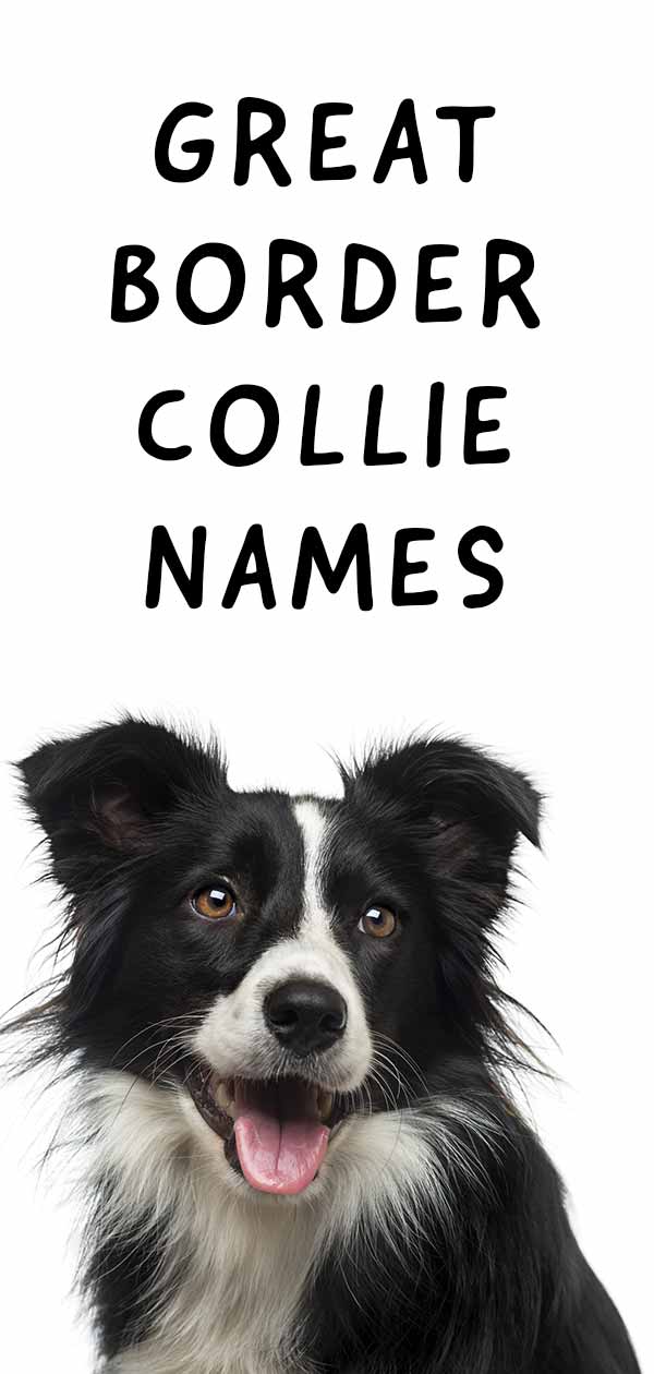 cute border collie names