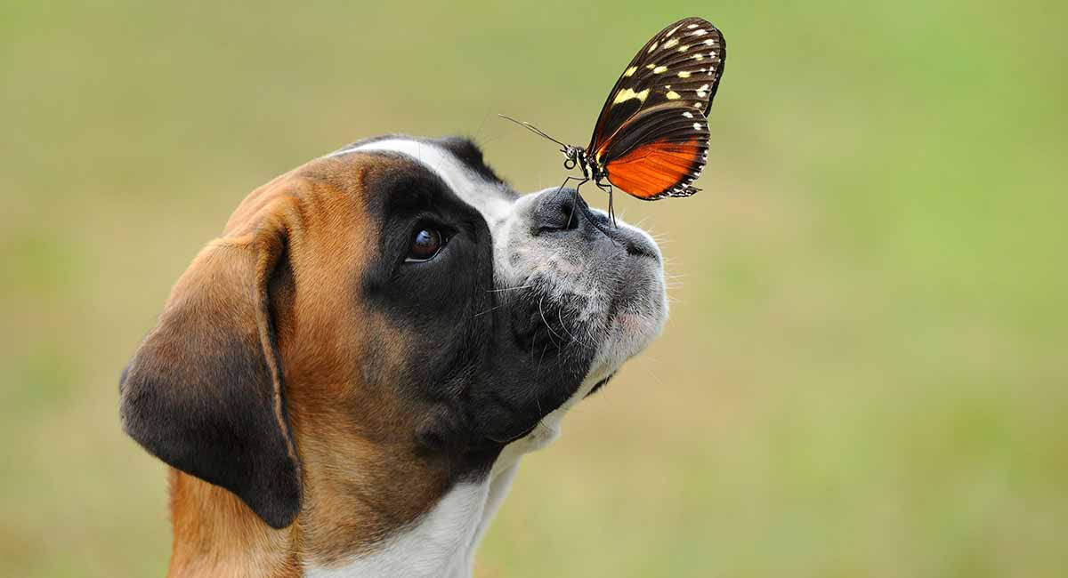 cute boxer puppies