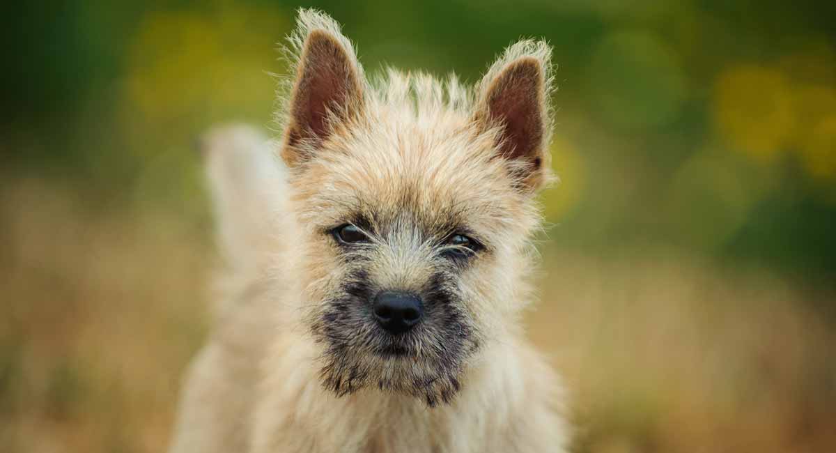 how old is my cairn terrier