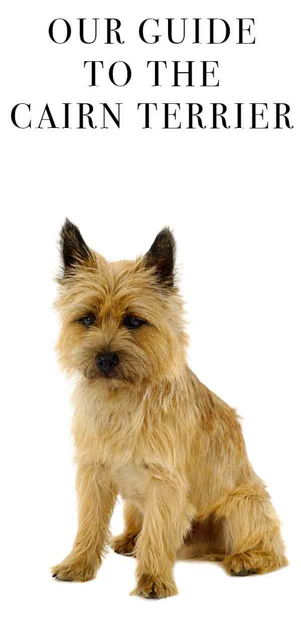 how old is my cairn terrier