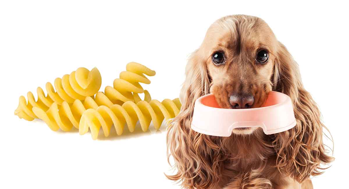 plain pasta for dogs