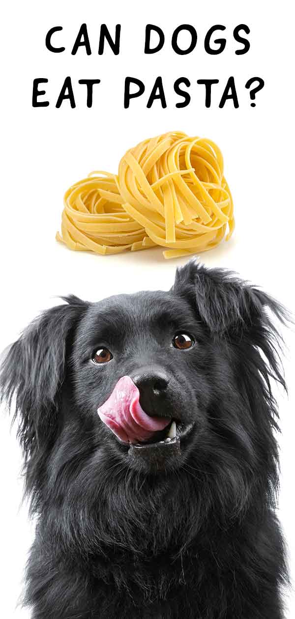 can dogs eat pasta