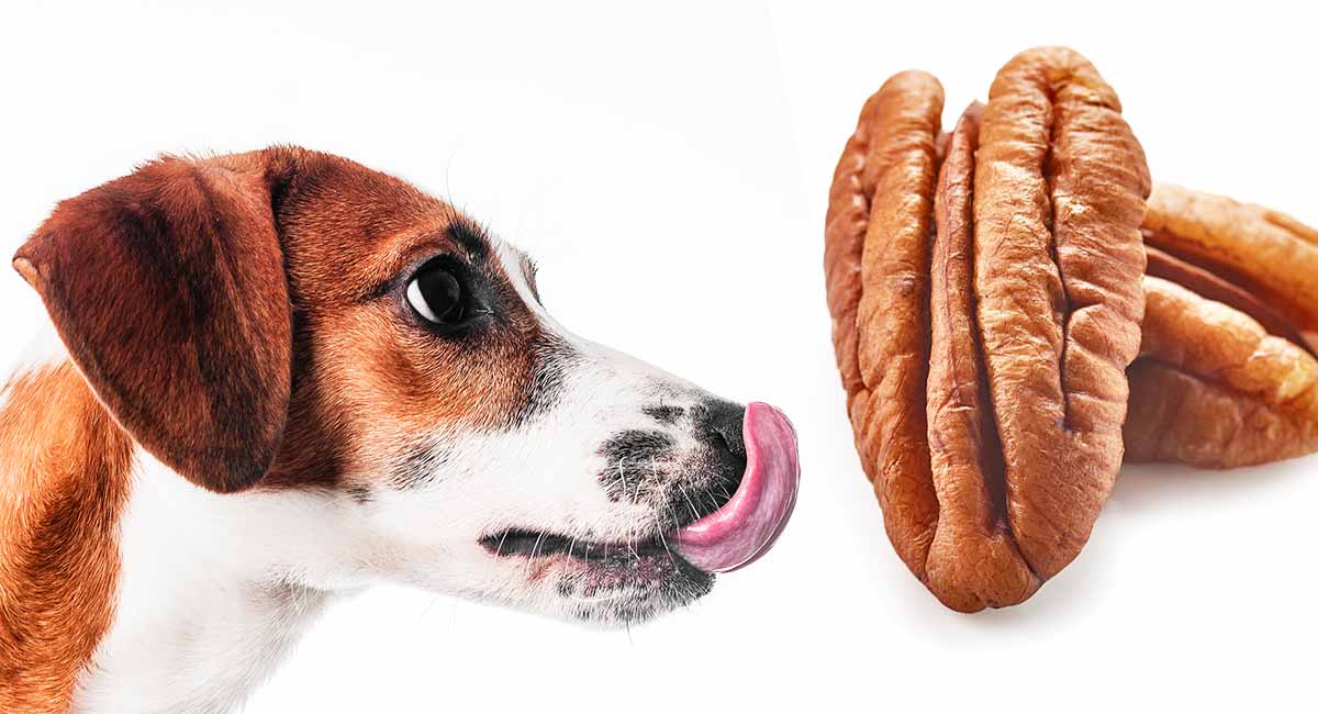 what nuts are safe for dogs