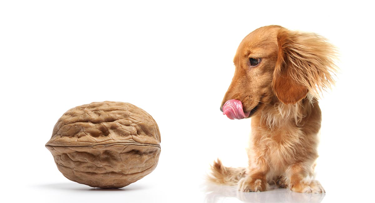 are walnuts ok for dogs