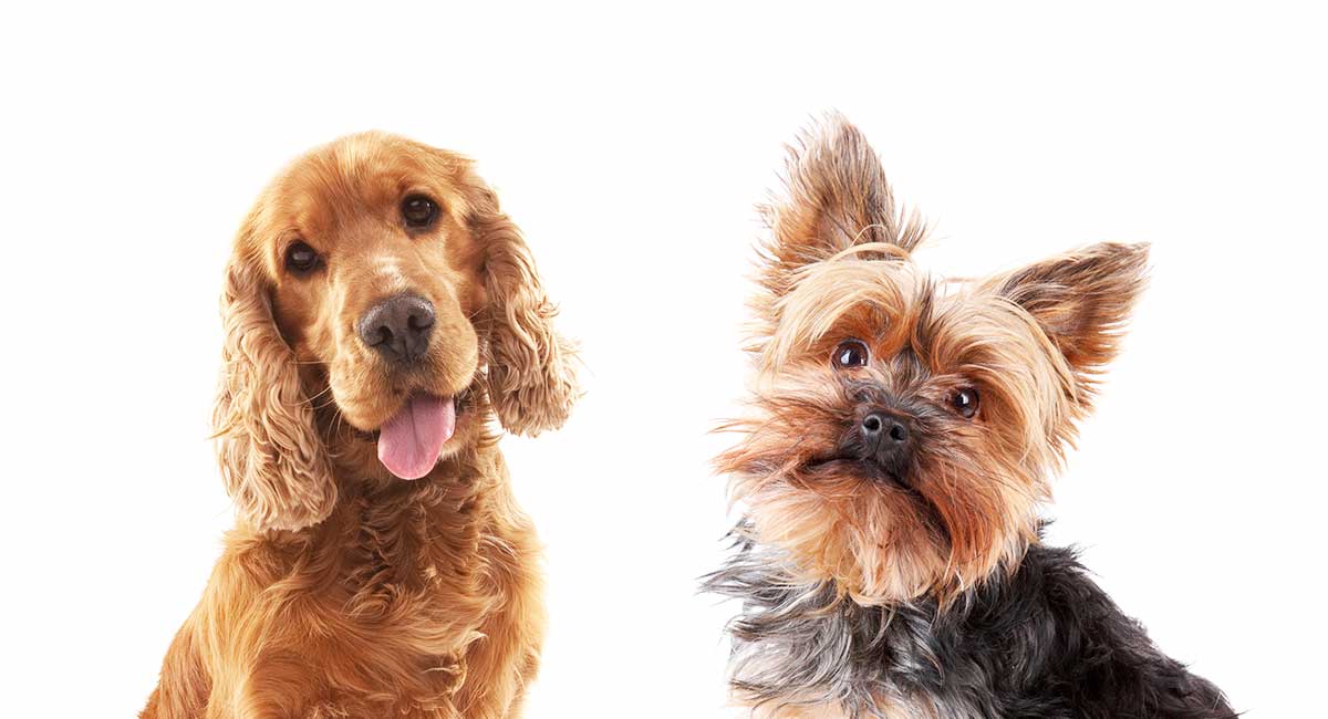 how can you tell if your yorkie is mixed