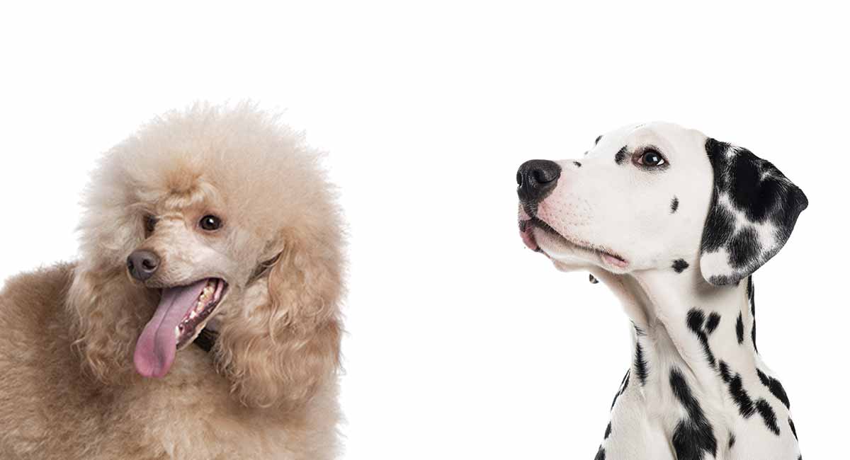 Pros And Cons Of Dalmatian Poodle Mix