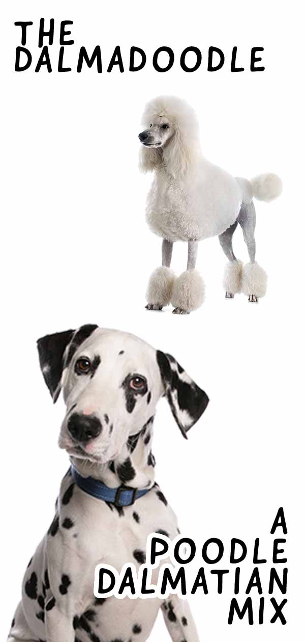 Pros And Cons Of Dalmatian Poodle Mix