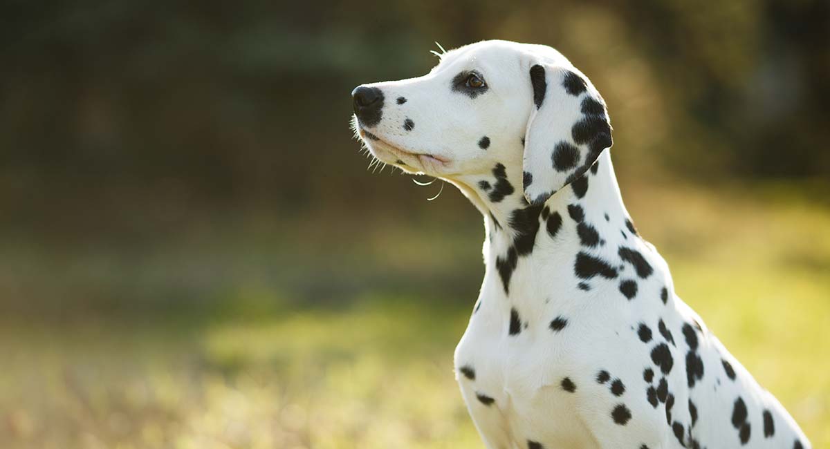 are dalmatian good family dogs