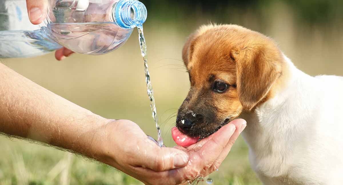 dog dehydration treatment home