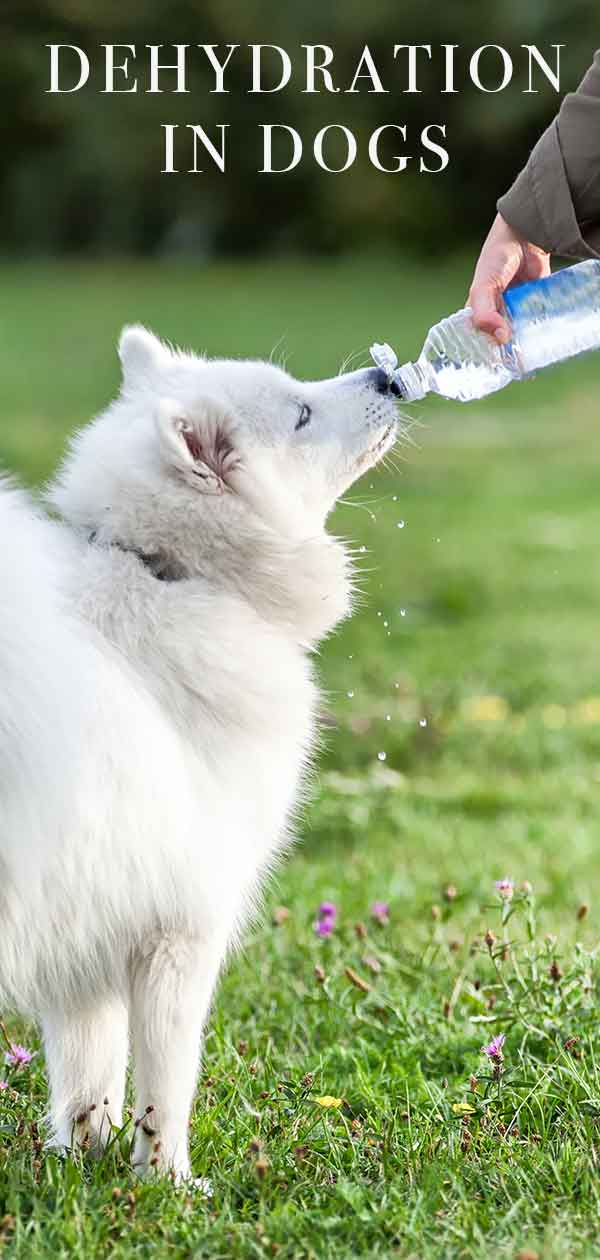 dehydration in dogs
