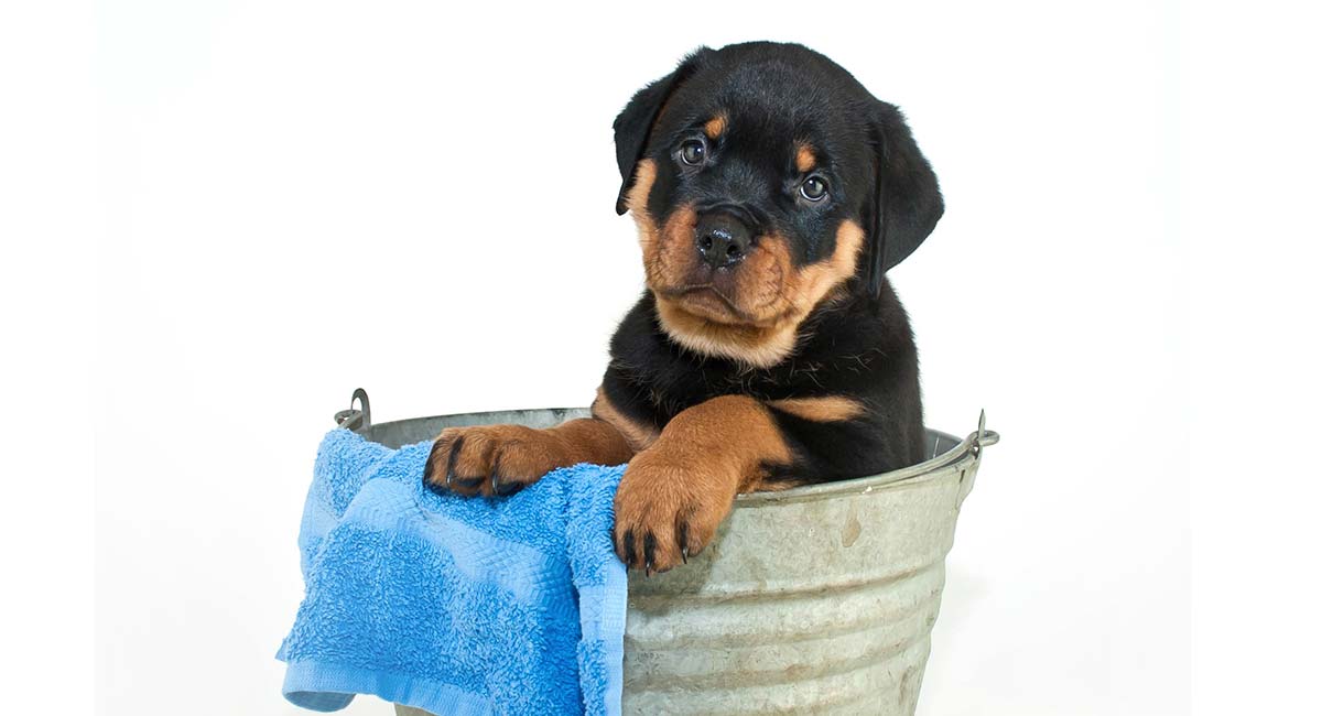 pet bathtub for dogs