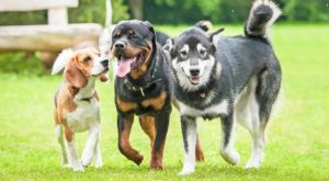 Dog Breeds A to Z including Mixed Breeds and Every Type of Puppy