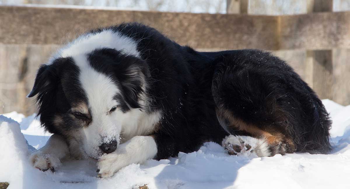 dog chewing fur off